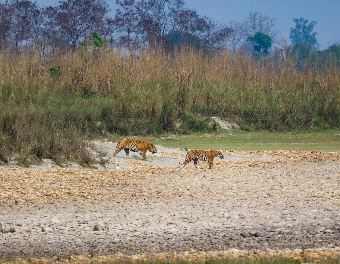 Bardia Wildlife Resort バルディヤ エクステリア 写真