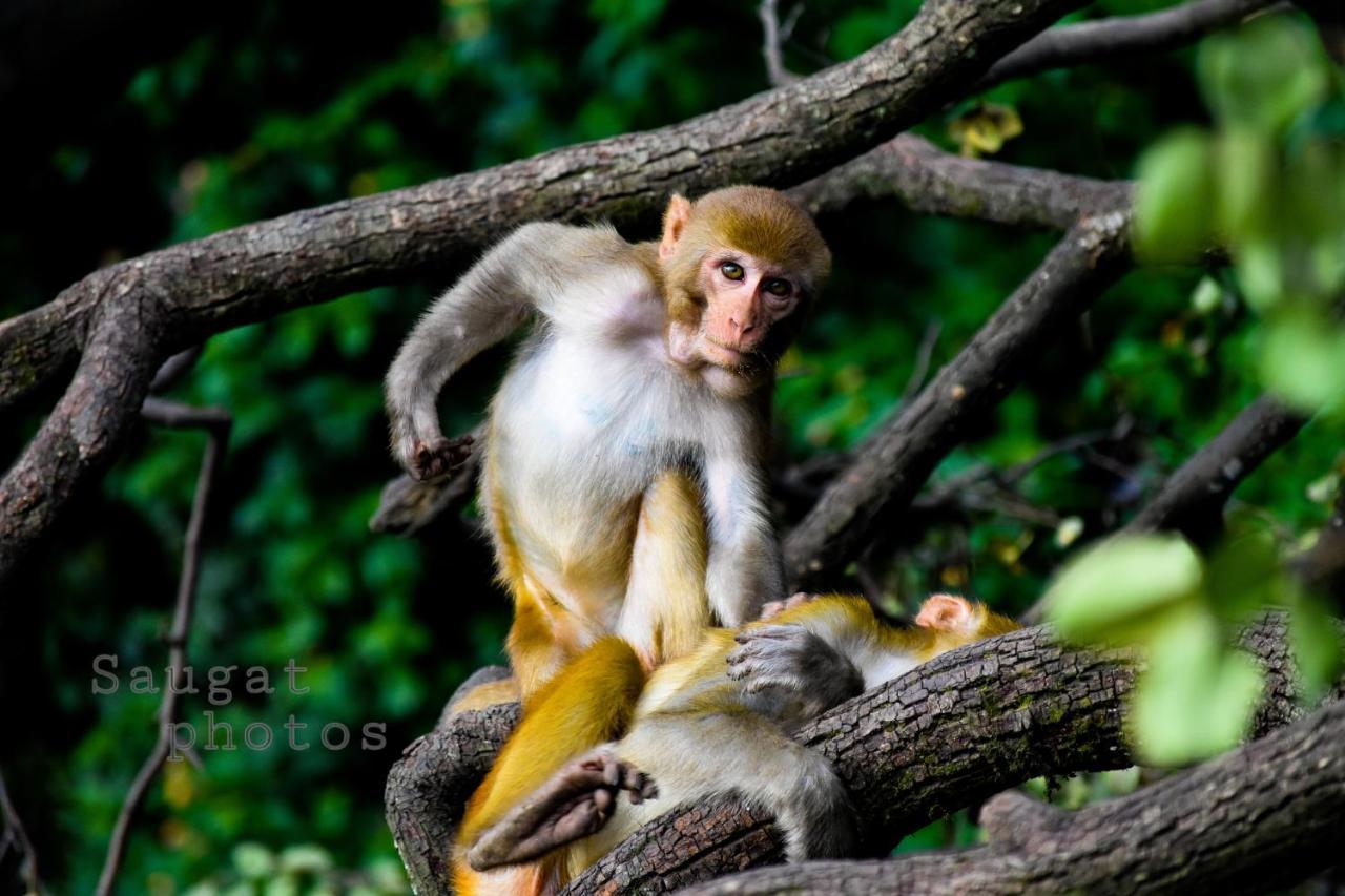 Bardia Wildlife Resort バルディヤ エクステリア 写真