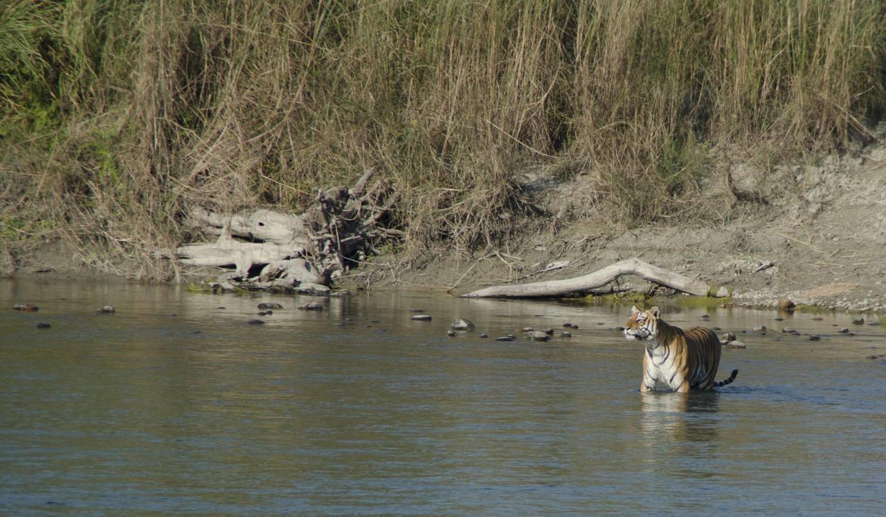 Bardia Wildlife Resort バルディヤ エクステリア 写真