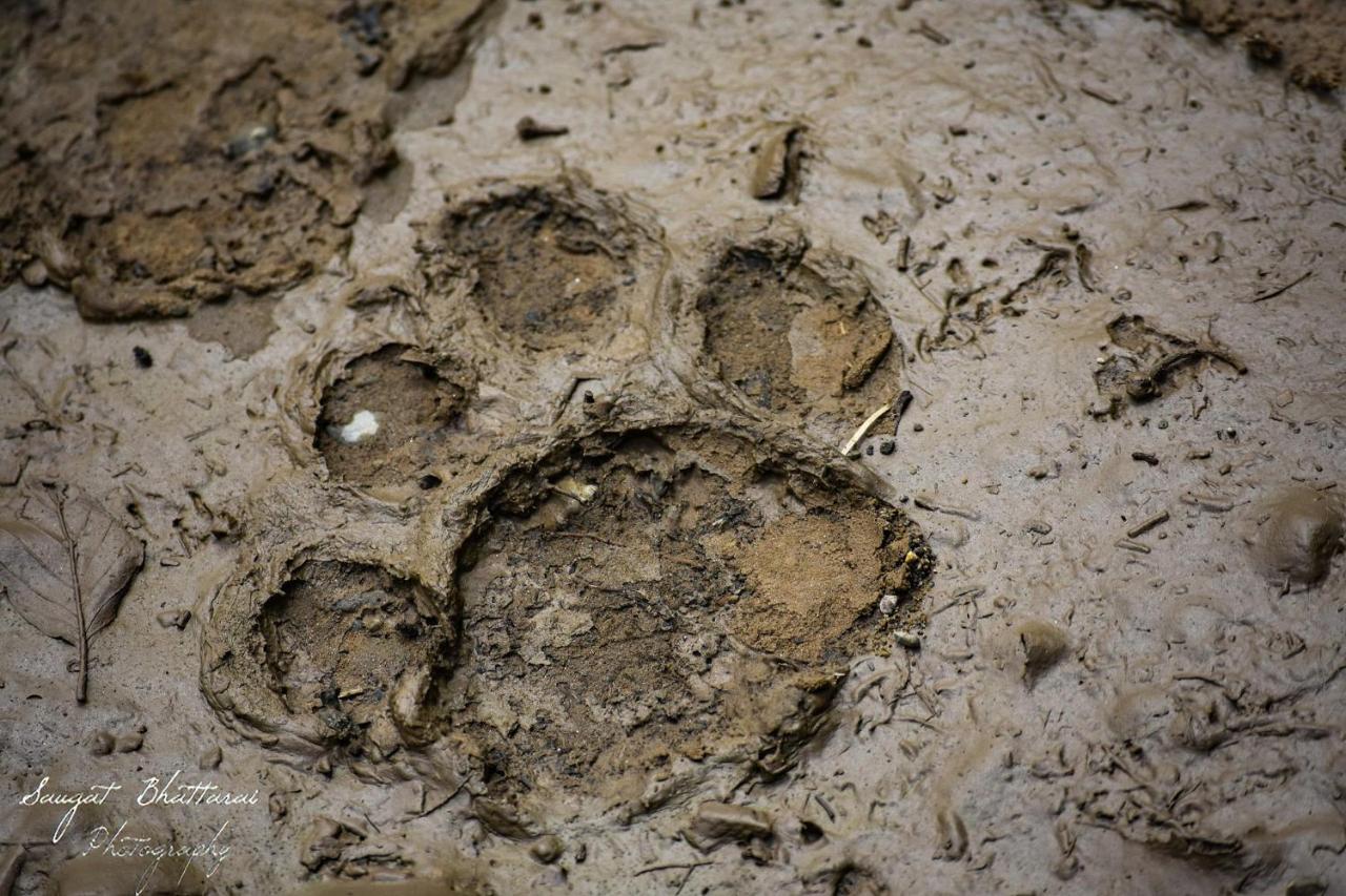 Bardia Wildlife Resort バルディヤ エクステリア 写真
